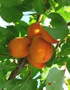 albicocco-frutto