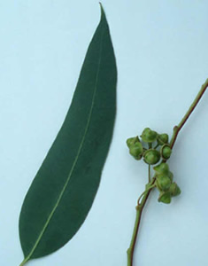 eucalipti-frutto