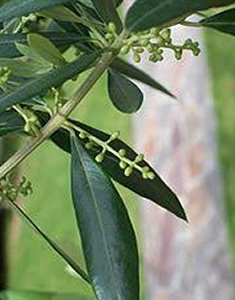 oliveto-foglie